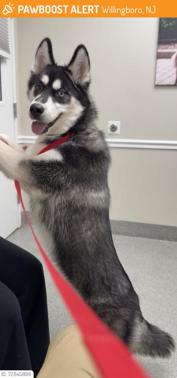 Found/Stray Male Dog last seen Rancocas St, Willingboro, NJ 08046