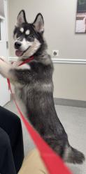 Found/Stray Male Dog last seen Rancocas St, Willingboro, NJ 08046