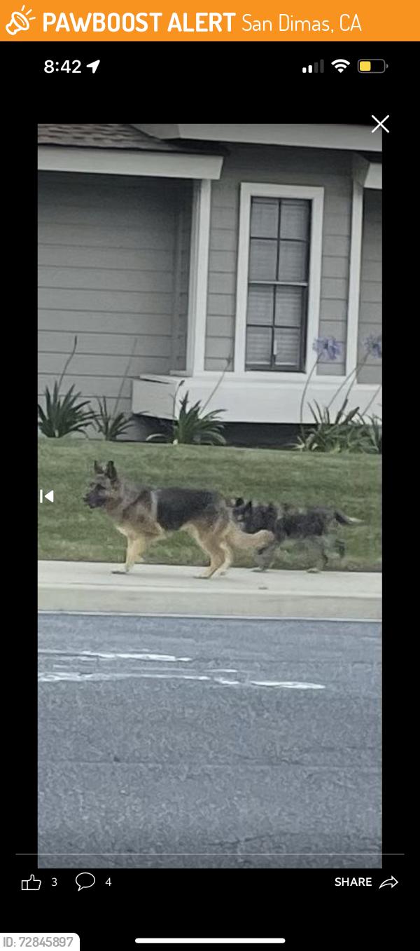 Found/Stray Unknown Dog last seen Allen ave, San Dimas, CA 91773