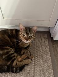 Lost Female Cat last seen 18th & Franklin , Waco, TX 76701