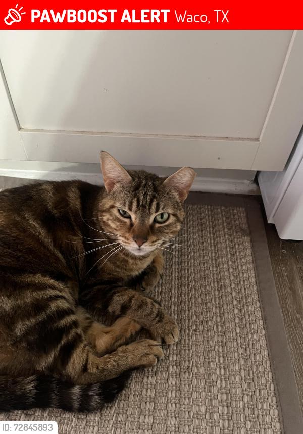 Lost Female Cat last seen 18th & Franklin , Waco, TX 76701