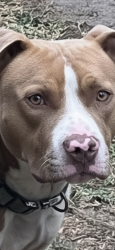 Found/Stray Male Dog last seen Pleasant hill walnut street Macon Georgia , Atlanta, GA 30327