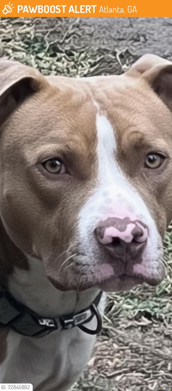 Found/Stray Male Dog last seen Pleasant hill walnut street Macon Georgia , Atlanta, GA 30327