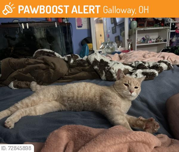 Found/Stray Male Cat last seen Outside wonder the apmts with other strays, Galloway, OH 43119