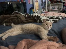 Found/Stray Male Cat last seen Outside wonder the apmts with other strays, Galloway, OH 43119