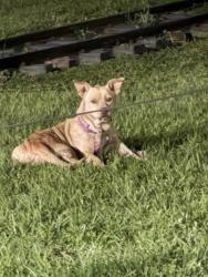 Found/Stray Unknown Dog last seen In Hermann Park, near walk from Zoo parking to Miller Outdoor Theater, Houston, TX 77030