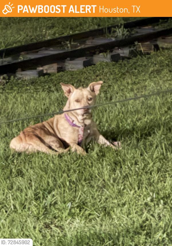 Found/Stray Unknown Dog last seen In Hermann Park, near walk from Zoo parking to Miller Outdoor Theater, Houston, TX 77030