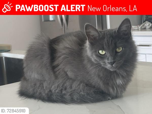Lost Female Cat last seen Milan and Loyola, New Orleans, LA 70115