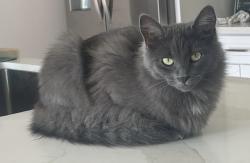 Lost Female Cat last seen Milan and Loyola, New Orleans, LA 70115