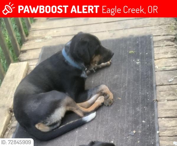 Lost Male Dog last seen Near SE Happiness Hill Ln Eagle Creek Or , Eagle Creek, OR 97022
