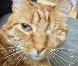 Lost Female Cat last seen 15th & redbud, Oklahoma City, OK 73117