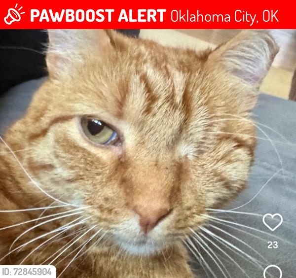 Lost Female Cat last seen 15th & redbud, Oklahoma City, OK 73117