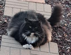 Lost Male Cat last seen Desert Vista place, Peoria, AZ 85383