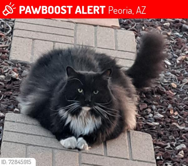 Lost Male Cat last seen Desert Vista place, Peoria, AZ 85383