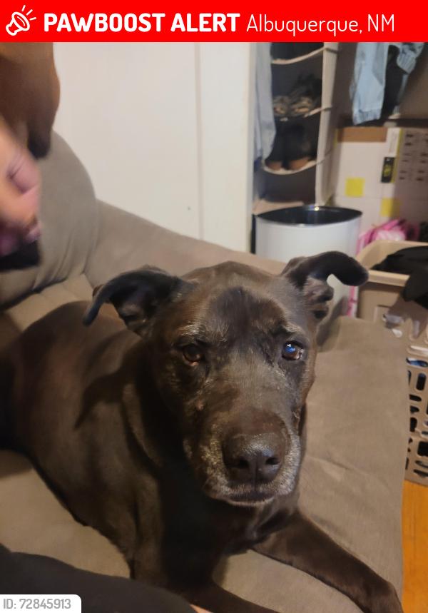 Lost Female Dog last seen University and Lomas , Albuquerque, NM 87106
