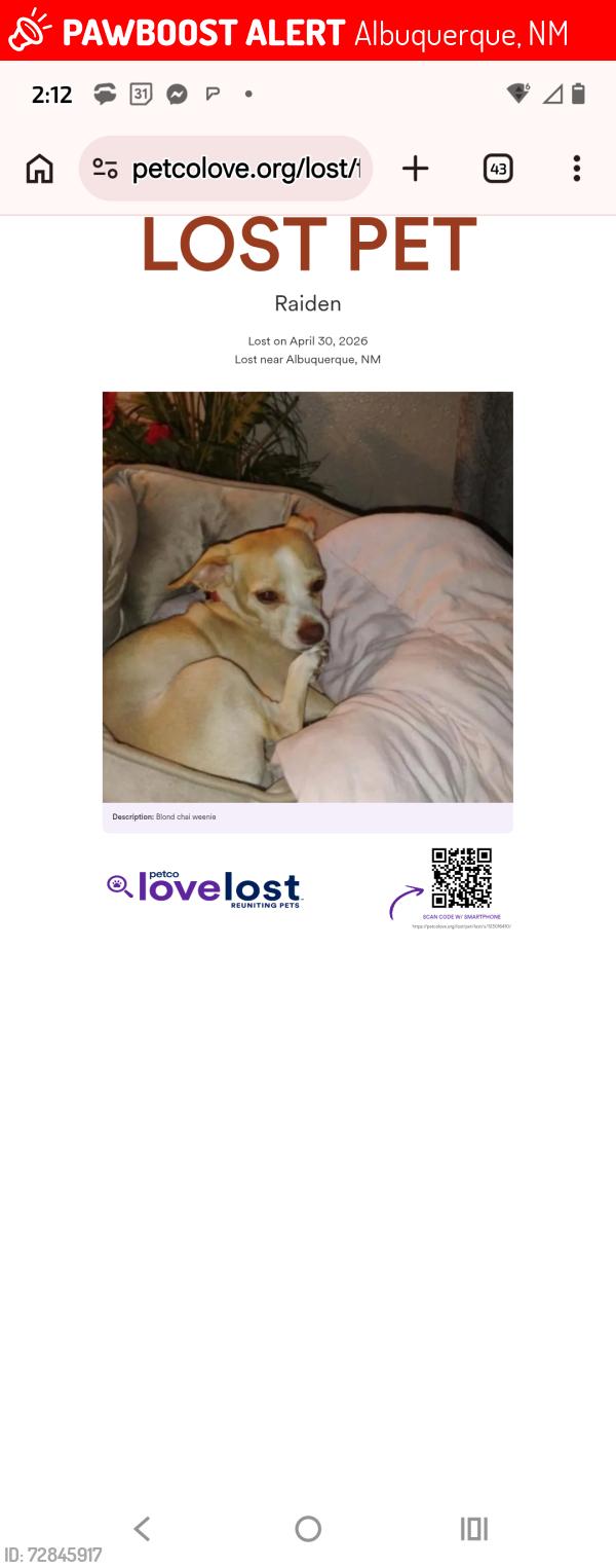 Lost Male Dog last seen San Mateo blvd and Comanche blvd NE , Albuquerque, NM 87110