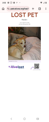 Lost Male Dog last seen San Mateo blvd and Comanche blvd NE , Albuquerque, NM 87110