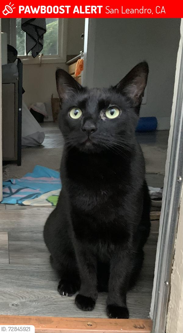 Lost Female Cat last seen grand and maud , San Leandro, CA 94577