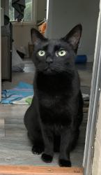 Lost Female Cat last seen grand and maud , San Leandro, CA 94577