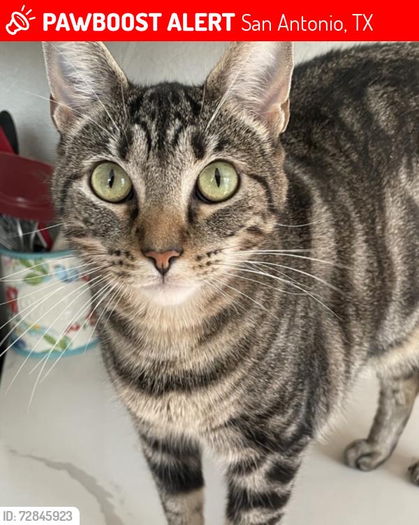 Lost Female Cat last seen Woodstone elementary , San Antonio, TX 78233