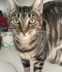 Lost Female Cat last seen Woodstone elementary , San Antonio, TX 78233