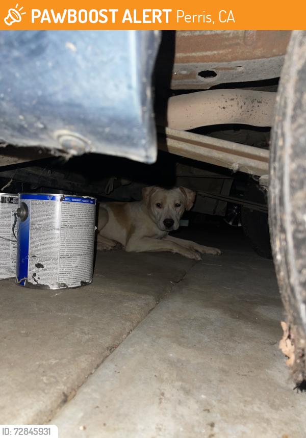 Found/Stray Unknown Dog last seen Mirage, Perris, CA 92571