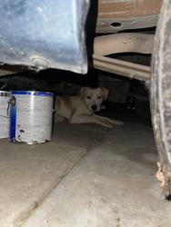 Found/Stray Unknown Dog last seen Mirage, Perris, CA 92571