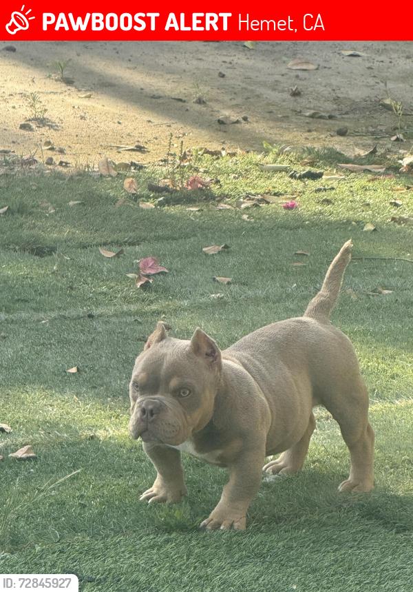 Lost Female Dog last seen Hemet st and Lincoln , Hemet, CA 92544
