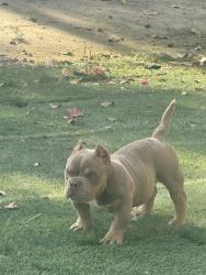 Lost Female Dog last seen Hemet st and Lincoln , Hemet, CA 92544