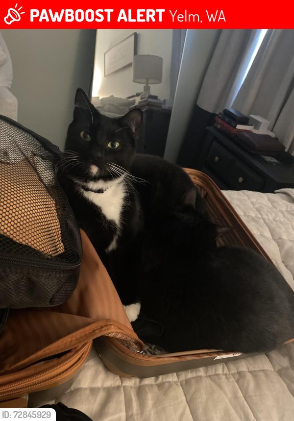 Lost Female Cat last seen Longmire, Yelm, WA 98597