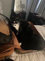 Lost Female Cat last seen Longmire, Yelm, WA 98597