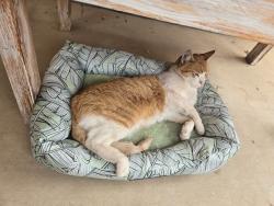 Found/Stray Male Cat last seen Evans & Troy ln off Mcall , Menifee, CA 92585