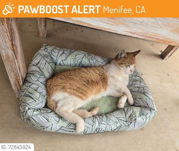 Found/Stray Male Cat last seen Evans & Troy ln off Mcall , Menifee, CA 92585
