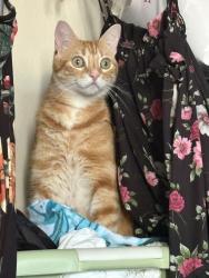 Lost Male Cat last seen Santa Fe and bobier, Vista, CA 92083