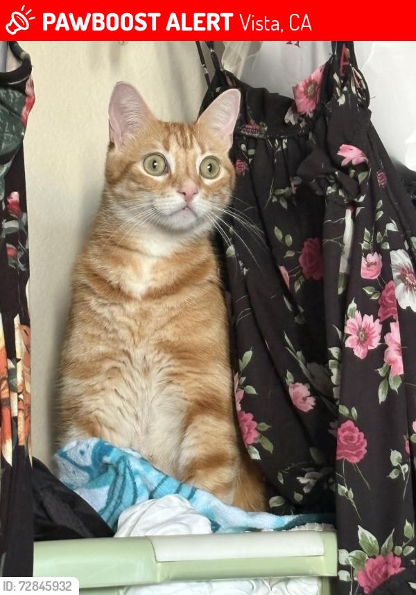Lost Male Cat last seen Santa Fe and bobier, Vista, CA 92083