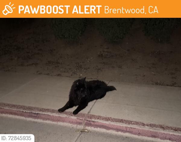 Found/Stray Unknown Dog last seen Prewett Ranch & Hillcrest, Brentwood, CA 94513