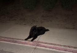 Found/Stray Unknown Dog last seen Prewett Ranch & Hillcrest, Brentwood, CA 94513