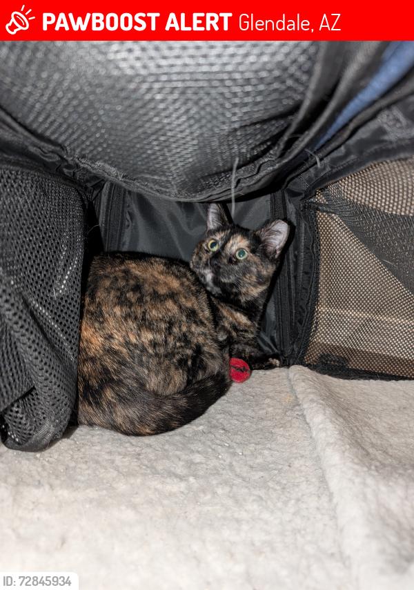 Lost Female Cat last seen Midwestern University, Glendale, AZ 85308