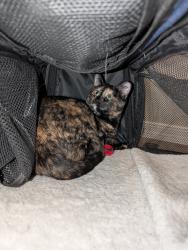 Lost Female Cat last seen Midwestern University, Glendale, AZ 85308