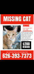 Lost Female Cat last seen Rockway , Baldwin Park, CA 91706