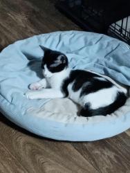 Reunited Male Cat last seen Kentucky , Nashville, TN 37209