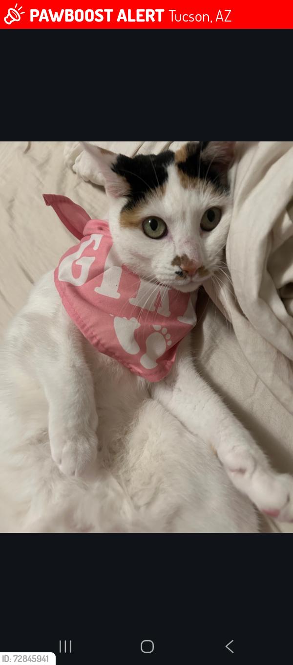 Lost Female Cat last seen Pantano and Escalante, Tucson, AZ 85730