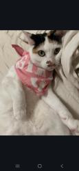 Lost Female Cat last seen Pantano and Escalante, Tucson, AZ 85730