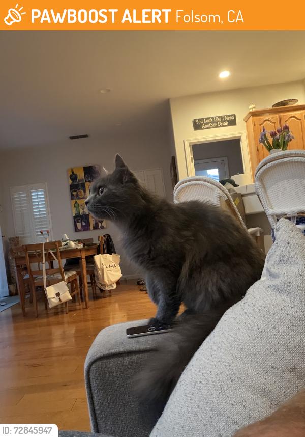 Found/Stray Unknown Cat last seen Oak ave & Barton , Folsom, CA 95630