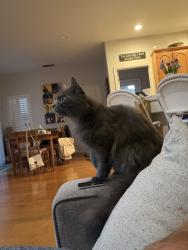 Found/Stray Unknown Cat last seen Oak ave & Barton , Folsom, CA 95630
