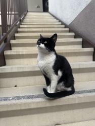 Found/Stray Female Cat last seen Reserve at Rancho Belago apmts, Moreno Valley, CA 92555