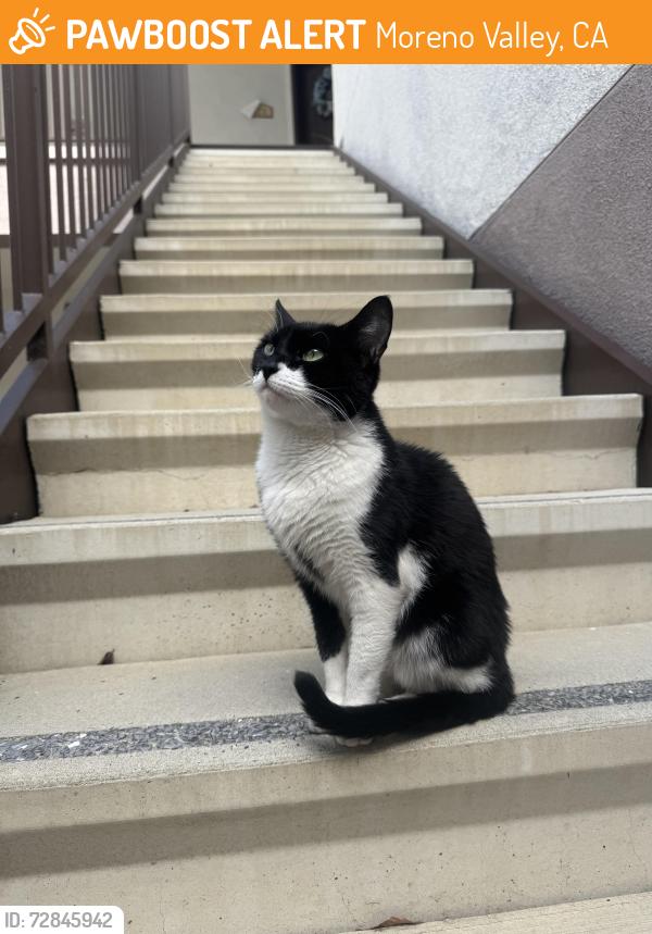 Found/Stray Female Cat last seen Reserve at Rancho Belago apmts, Moreno Valley, CA 92555