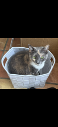 Lost Female Cat last seen Across from Lady of Lourdes church and school , Melbourne, FL 32901