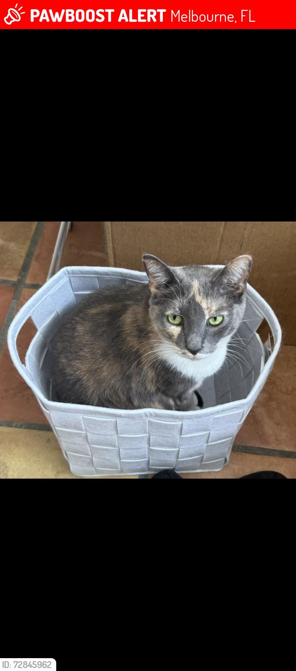 Lost Female Cat last seen Across from Lady of Lourdes church and school , Melbourne, FL 32901