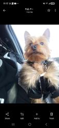 Lost Male Dog last seen 90th yates, Chicago, IL 60617